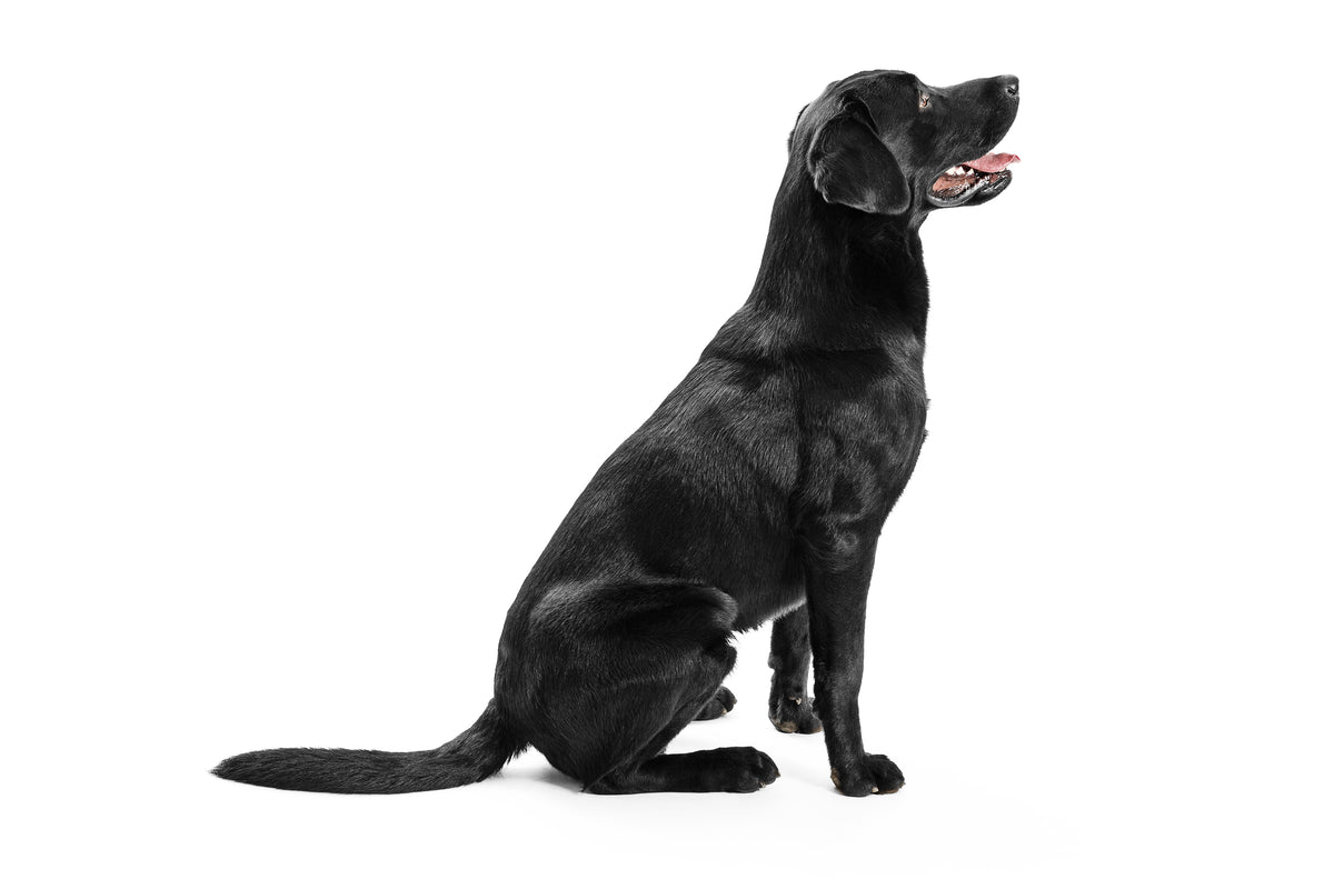 Rawmate Labrador Retrievers What You Need To Know