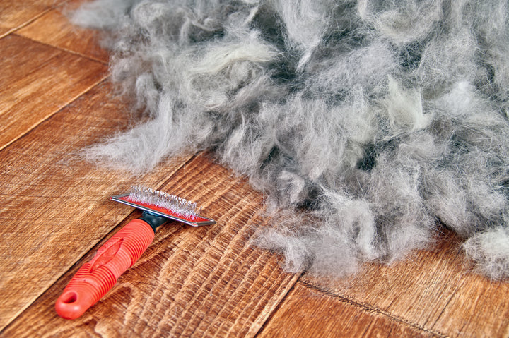 Why Dogs Shed - And What You Can Do About It