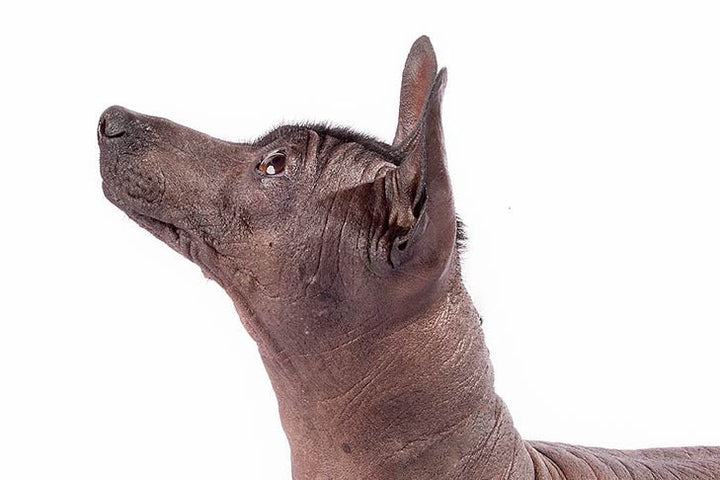 The Top 10 Dog Breeds You’ve Never Heard Of