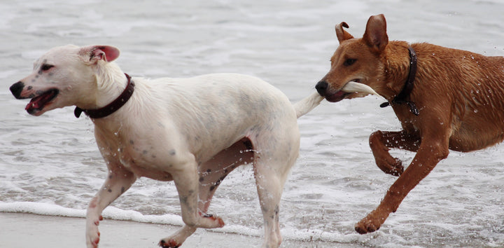 Why Do Dogs Chase Their Tails?