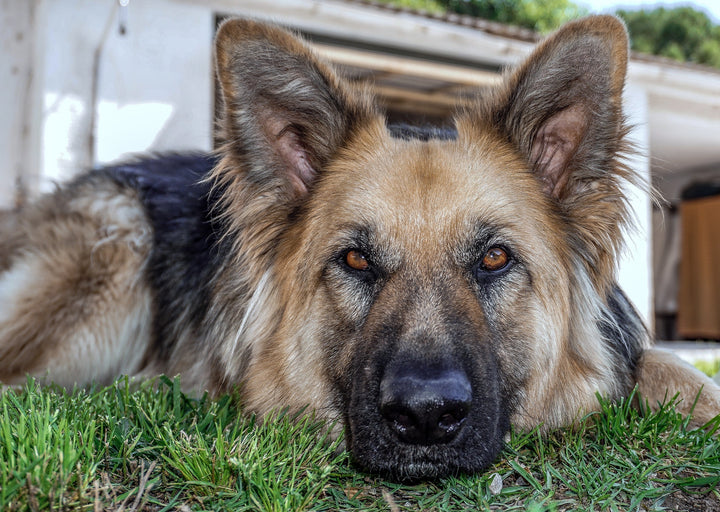 The Scoop on Canine Hip Dysplasia