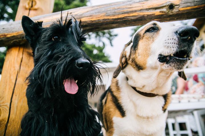 8 Tips for Socialising Your Dog