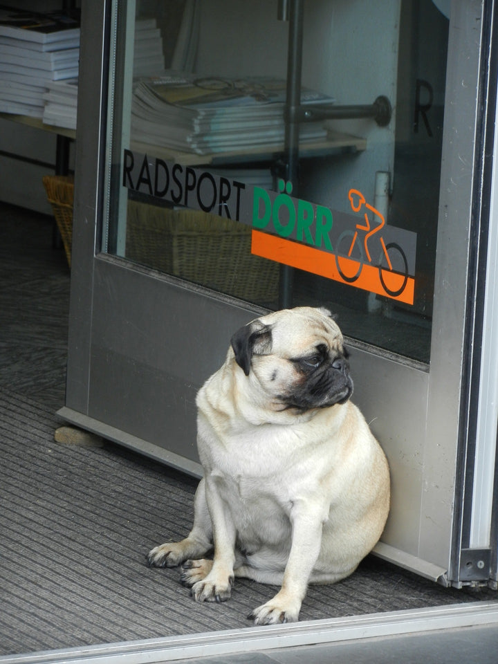 Canine Obesity: No Excuse!