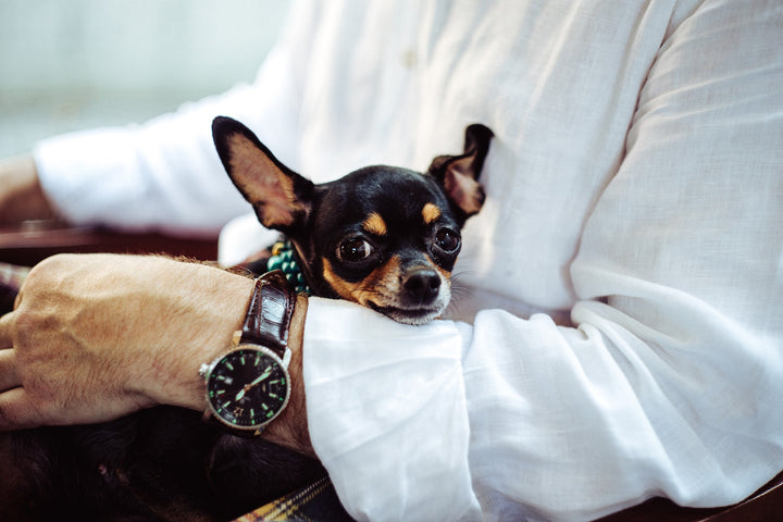 Five Reasons Why Your Dog Adores You