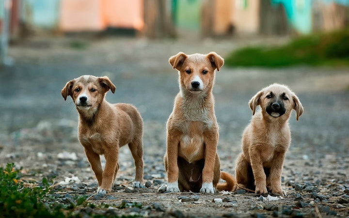 Let’s Talk about De-sexing Your Dog