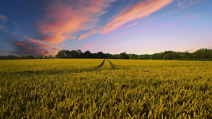 Modern Agriculture and Its Negative Effect on Your Dogs Nutrition