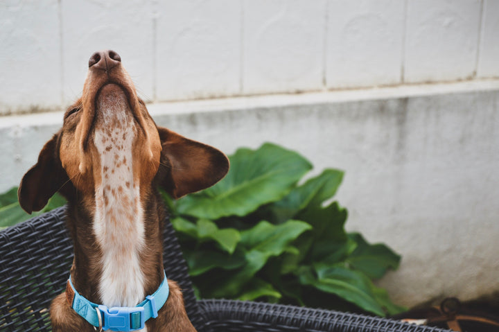 Six Common Mistakes People Make with Raw Dog Food