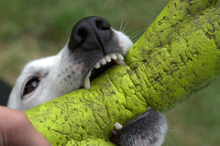 The Basics of Dog Bite Prevention