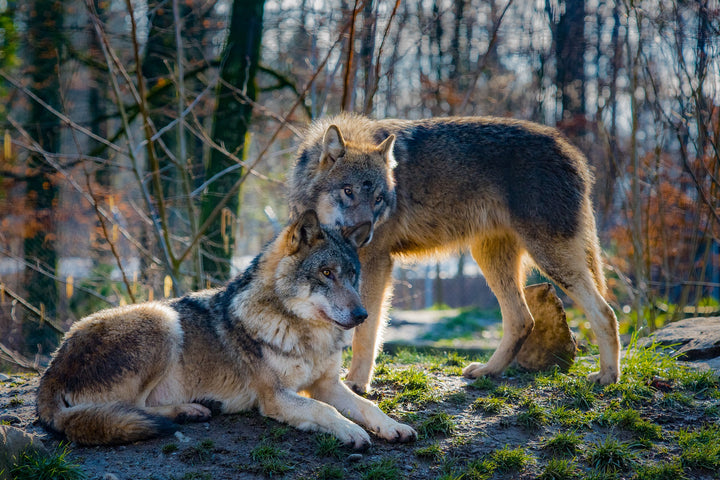 The Domestication of Wolves