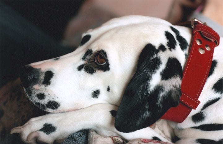 Dogs Deserve the Best, Don’t They?