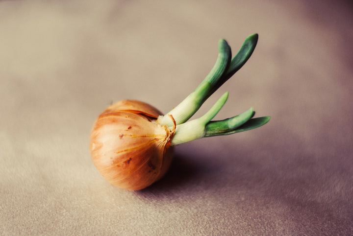 Common People Food that is Toxic for Dogs