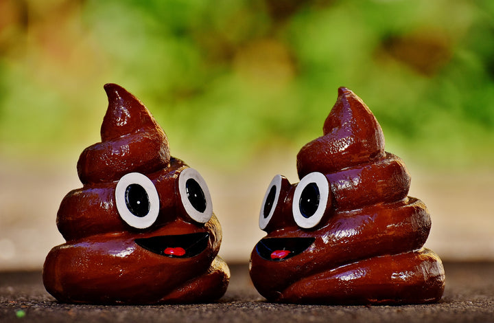 What Should My Dog’s Poop Look Like?
