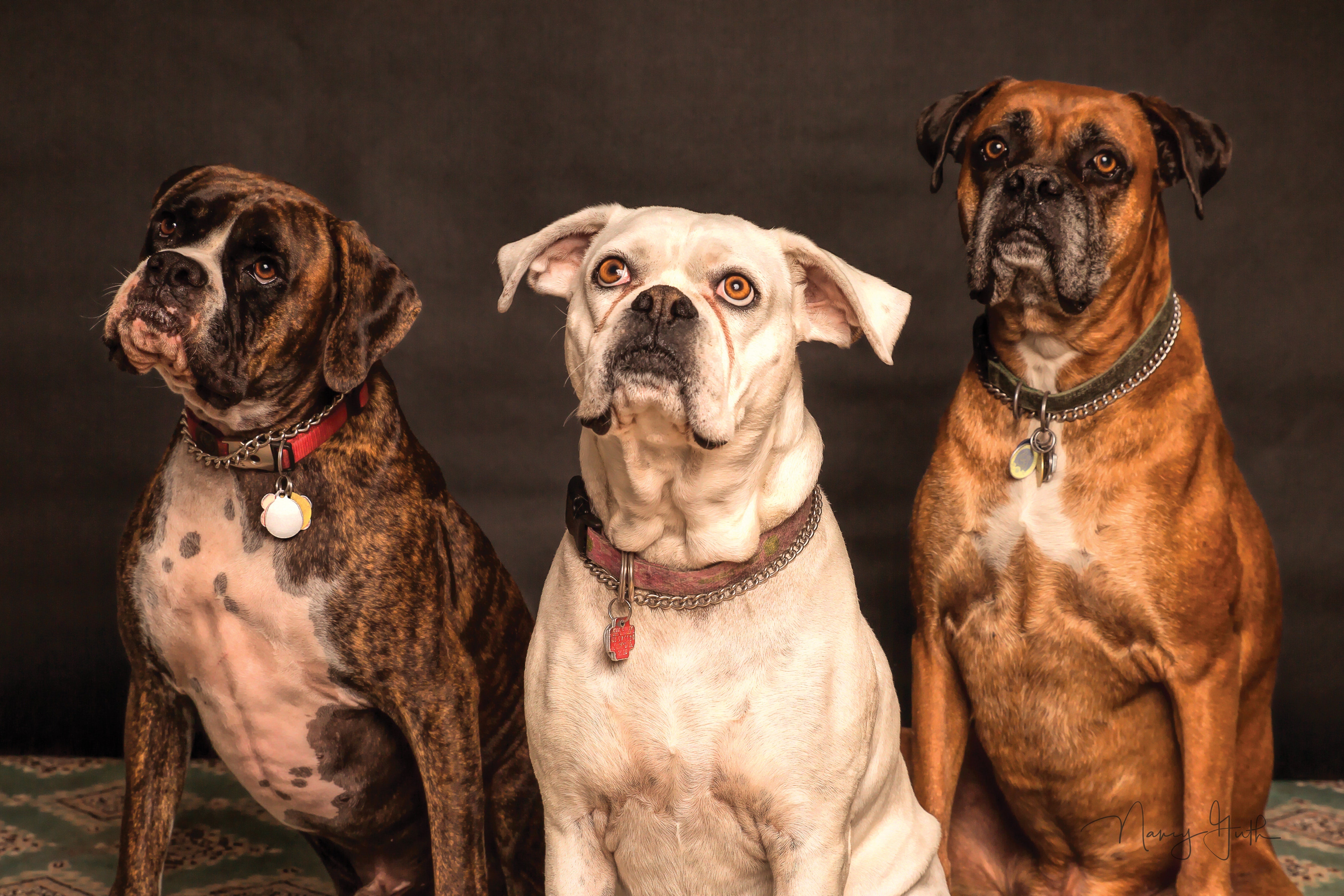 Aafco vegan shop dog food