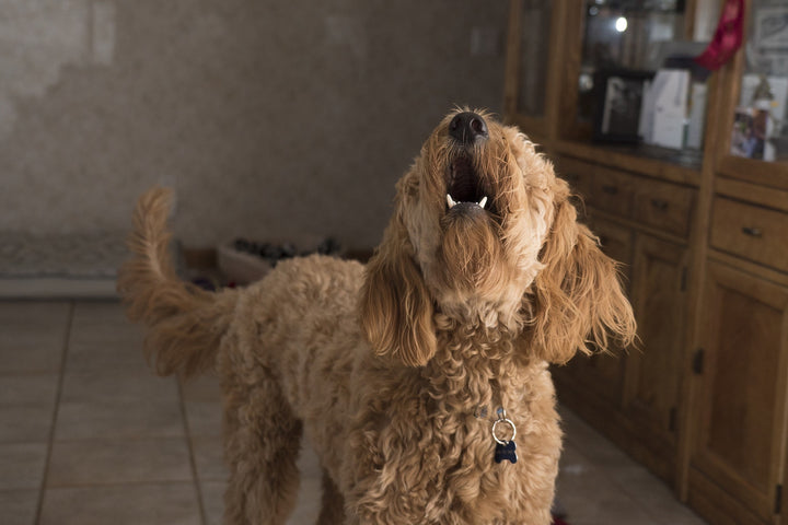 Why Do Dogs Bark?