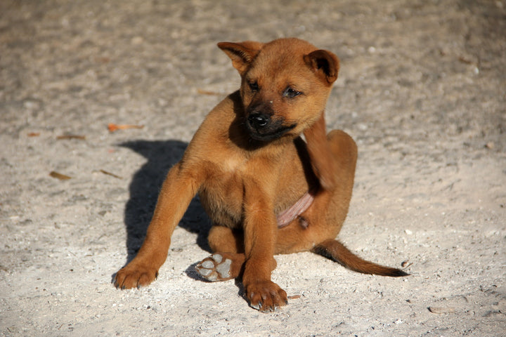 The Single Most Important Factor In Canine Skin Allergies
