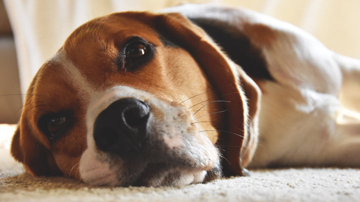 Why Do Dogs Have Whiskers?