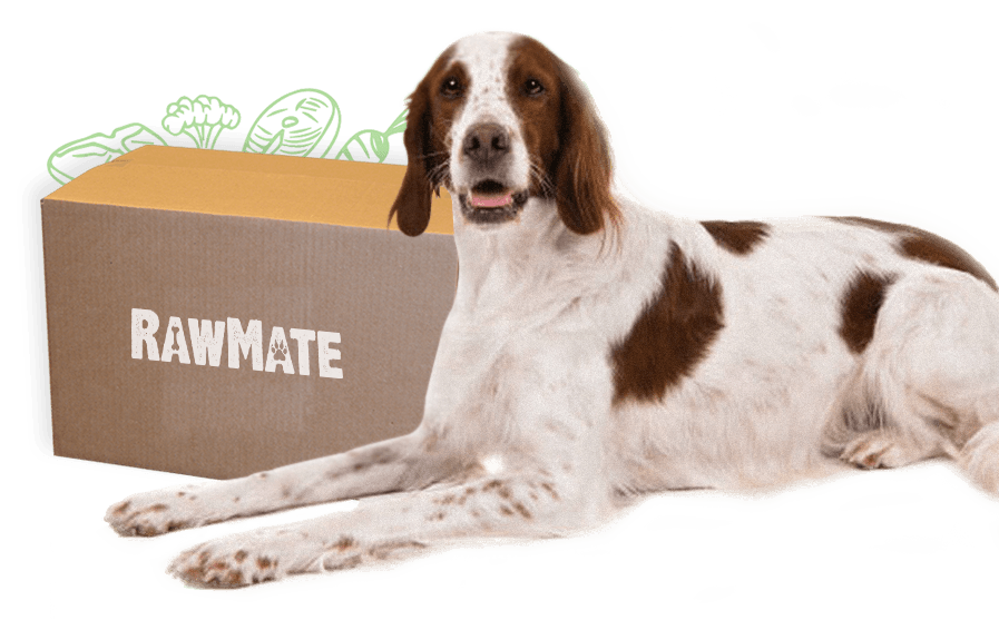 rawmate-dog